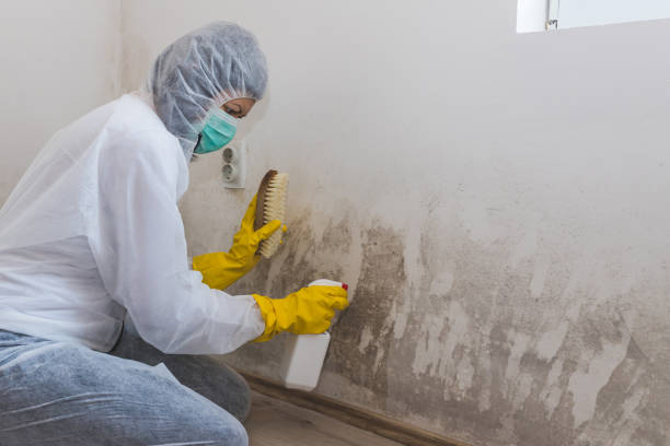 Best Mold Cleaning Services  in Warrenton, MO