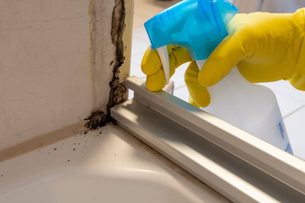 Best Certified Mold Removal  in Warrenton, MO