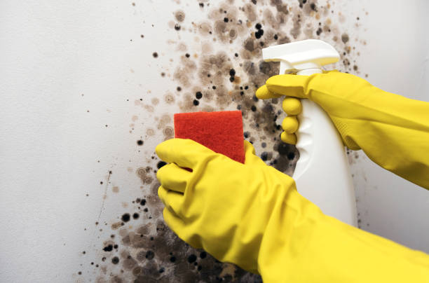 Best Crawl Space Mold Removal  in Warrenton, MO