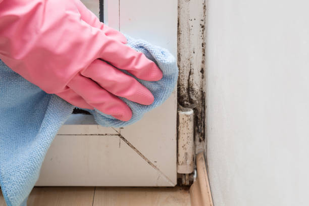 Reliable Warrenton, MO Mold Removal Solutions