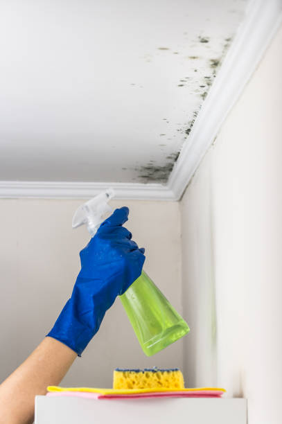 Best Mold Removal Specialists  in Warrenton, MO